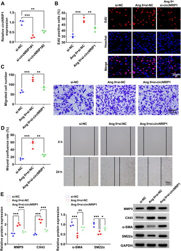 Figure 2. Effect of si-circNRIP1 knockdown on Ang II-induced HA-VSMCs functions. (A) The transfection efficiencies of si-circNRIP1#1 and si-circNRIP1#2 were detected by qRT-PCR. (B-E) HA-VSMCs were transfected with si-NC/si-circNRIP1 followed by induced with Ang II. EdU assay (B), transwell assay (C) and wound healing assay (D) were used to measure cell proliferation and migration. (E) Protein levels of MMP9, CX43, α-SMA and SM22α were assessed by WB analysis. *p < 0.05, **p < 0.01, ***p < 0.001.