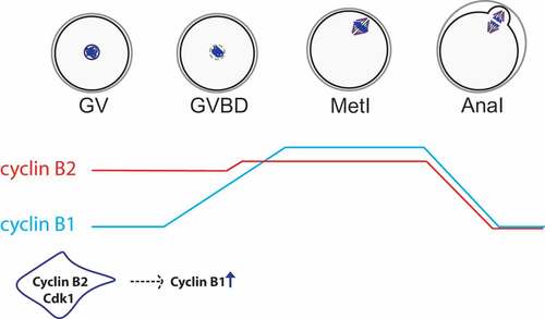 Figure 3. Protein levels of cyclin B1 vs. cyclin B2 in meiosis I. According to Citation64, preceding resumption of meiosis, cyclin B2 (in red) is translated at higher levels than cyclin B1 (in blue) while their degradation rates are similar. Therefore, at GV stage, cyclin B2 protein is more abundant than cyclin B1. After entry into meiosis I, protein levels of cyclin B2 remain similar with only a slight increase in translation. However, cyclin B1 is actively translated leading to an increase of protein levels following GVBD reaching its maximum at metaphase I. Cyclin B1 translation depends on cyclin B2 protein at entry into meiosis I. Hence, protein levels of both cyclins are regulated differentially and temporally in mouse oocytes.