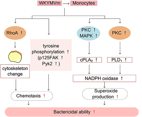 Figure 3 WKYMVm and monocytes. WKYMVm stimulates RhoA activation, and tyrosine phosphorylation of proteins to facilitate the chemotactic migration of monocytes. WKYMVm stimulates cPLA2 and PLD1 to activate NADPH oxidase and promote the production of superoxide, thereby enhancing the bactericidal ability of monocytes.