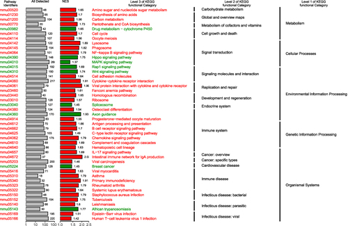 Figure 2 Gene set enrichment analysis (GSEA) enrichment map. Abbreviation: NES, normalized enrichment score.