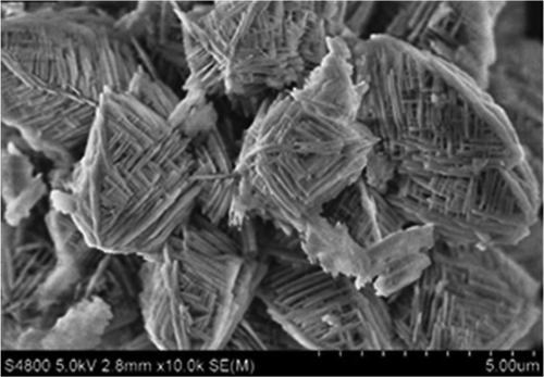 Figure 5. Calcium sulfite SEM.