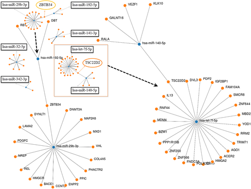 Figure 11. Interaction network between the seven most deregulated mature miRnas and their target genes created with MirWalk v3. Blue circles represent miRnas, orange circles represent mRnas. The more connections there are between miRnas and genes, the more connections there are in the network.