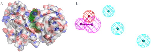 Figure 2. (A) PD-L1 dimeric protein, green dots indicate hydrophobic channels. (B) Pharmacophore model. As the figure shows, red indicate positive ionisable point, purple indicate hydrogen bond donor, blue indicate hydrophobic point.
