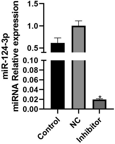 Figure 4. MicroRNA-124a inhibitor reduced microRNA-124a expression in BMSCs. The RT-PCR results of microRNA-124a expression. *p < 0.05 compared with β-thiol ethanol at 0 h group or baicalin at 0 h group.