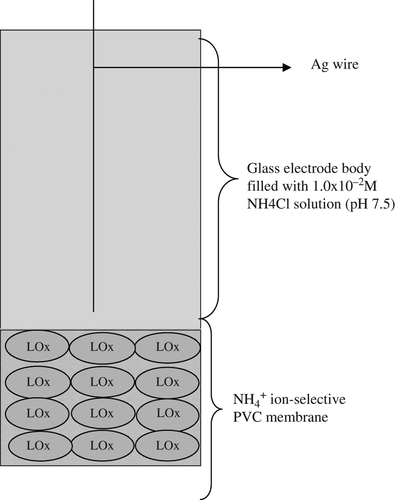 Figure 1. Schematic representation of the sensing layer organization of the proposed lysine biosensor based on ammonium selective PVC membrane.