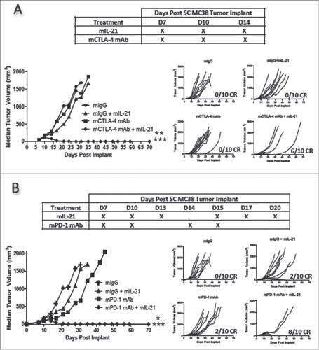 Figure 3. mIL-21 combined with either mCTLA-4 or mPD-1 mAb in the MC38 colon carcinoma tumor model. (A) Antitumor activity of mIL-21 (200 μg/mouse) and mCTLA-4 mAb (9D9-mIgG2b; 200 μg/mouse) administered alone or in combination on the days indicated in the table. (B) Antitumor activity of mIL-21 (50 μg/mouse) and PD-1 mAb (4H2-mIgG1; 200 μg/mouse), administered alone or in combination on the days indicated. Median tumor volumes (left hand panels) and individual tumor volumes (right hand panels) are plotted vs. days post-tumor cell implant for mIgG1 control- (crosses), mIgG1 + mIL-21- (triangles), mCTLA-4 or mPD-1 mAb- (squares), or mIL-21 + mAb- (diamonds)-treated groups. For Panel A, asterisks (**, ***) indicate p < 0.01 or p < 0.001, respectively, for differences between the mCTLA-4 mAb + mIL-21 combination group and either the mCTLA-4 mAb group or mIL-21 group (each comparison is p < 0.01), or the combination group and the mIgG control group (p < 0.001) for ‘treatment effect’ by 2-way repeated measures ANOVA. For Panel B, asterisks (*, ***) indicate p < 0.05 or p < 0.001, respectively, for differences between the mPD-1 mAb + mIL-21 combination group and either the mPD-1 mAb group or mIL-21 group (each comparison is p < 0.05), or the combination group and the control group (p < 0.001) for ‘treatment effect’ by 2-way repeated measures ANOVA. CR = complete regression. Data are representative of results from two separate studies.