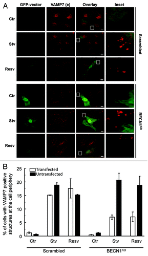 Figure 7. BECN1 is necessary for autophagy-induced transport of VAMP7 structures to focal adhesions. (A) HeLa cells were cotransfected with a GFP-Vector plasmid and a pSUPER scrambled or a pSUPER BECN1KD. Cells were incubated for 4 h in starvation media (Stv) or 3 h in complete media in absence (Ctr) or presence of resveratrol (Resv). Then, cells were fixed and VAMP7 was detected by indirect immunofluorescence. Images were obtained by confocal microscopy. Scale bars: 5 μm. (B) The percentage of cells with VAMP7-positive structures at the cell periphery were quantified from images as the ones displayed in (A). White and black bars indicates transfected and untransfected cells respectively in each condition studied and represent the mean ± SEM of two independent experiments. At least 100 cells were counted in each condition.