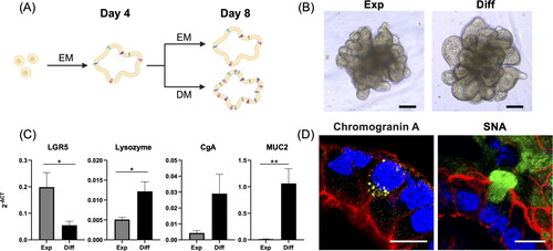 Figure 1. Expansion and differentiation medium on canine colonoids. (A) A schematic representation of the canine colonoids cultured in expansion medium (EM) and differentiation medium (DM). The protocol involved initially incubating the organoids in EM for 4 days until they reached maturity. Then, the colonoids were cultured for 4 days in EM or DM. This schematic was created with BioRender.com. (B) Representative phase-contrast microscopy images displaying canine colonoids at Day 8 following EM (Exp) or DM (Diff) culture. Scale bar = 100 µm. (C) Differentiation marker genes including LGR5 (a stem cell marker), MUC2 (a goblet cell marker), Chromogranin A (an enteroendocrine cell marker), and Lysozyme (a Paneth cell marker) were compared between canine colonoids cultured in EM (Exp) or DM (Diff). The error bars represent the standard error of the mean (SEM). (D) Confocal microscopy images demonstrating presence of enteroendocrine cells (Chromogranin A, yellow), goblet cells (SNA, green), apical brush border (F-actin, cyan) and basal nuclei (DAPI, blue) in colonoids grown in DM. Scale bar = 100 µm.