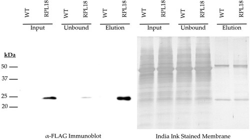 Figure 1. Immunoblot of Input, Unbound, and Elution fractions of the RPL18 immunoprecipitation protocol.