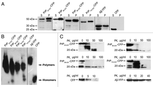 Figure 3. Aβ and full-length PrP or its fragments, fused to fluorescent proteins, exhibit amyloid properties in yeast cells. (A) Analysis of aggregation of Aβ and PrP derivatives fused to YFP and CFP, respectively. Cell lysates were fractionated into soluble (S) and insoluble (I) fractions by centrifugation at 12,000 g, separated on an SDS–PAGE gel, transferred onto a nitrocellulose membrane, and incubated with YFP (CFP)-specific antibody. (B) Analysis of Aβ-YFP and PrP-CFP detergent-resistant polymers by semi-denaturing agarose gel electrophoresis. Cell lysates were treated with 3% sodium lauroyl sarcosinate and analyzed as described using the Ab-13970 antibodies against GFP (Abcam, USA) (see Materials and Methods). (C) Protease K (PK) digestions assay of PrP derivatives and Aβ fused to fluorescent proteins. Samples were digested with 5–100 μg/ml of PK at 37 °C for 1 h. The data presented indicate that all chimeric proteins form aggregates that are highly resistant to proteolysis. The Aβ-YFP protein was detected using the antibodies Ab-13970 against GFP (Abcam, USA) in the sample treated with 40 µg/ml of proteinase K, whereas control GFP completely degraded in the presence of 5 µg/ml proteinase K. Chimeric proteins PrP23–231-CFP, PrP28–231-CFP, PrP90–231-CFP and PrP110–231-CFP, produced resistant fragments after the proteinase K digestion with molecular mass approximately 19–21 kDa. The PrP fragments were detected by the Ab-502604 antibodies against PrP (Abcam, USA). (D) The comparative analysis of PK digestions of PrP23–231-CFP monomers and polymers.