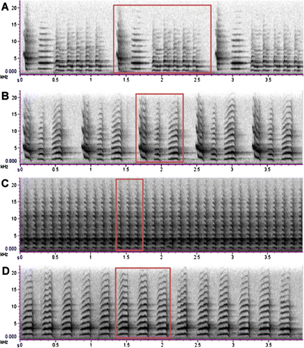 Figure 1 Spectrograms of vocalisations. A, NI saddleback male rhythmical song from Mokoia Island. B, SI saddleback male specific song from Ulva Island. C, NI saddleback chatter call from Moutohora Island. D, SI saddleback chatter call from Ulva Island. The outlines show a single phrase (A, B) and three consecutive chatter phrases (C, D) as measured for spectral, temporal and amplitude analysis.