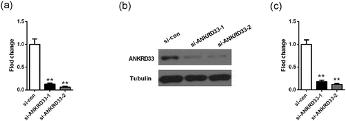 Figure 2. Detection of knockdown efficiency of NKRD33. (a) The mRNA expression of ANKRD33 in AGS cells was determined by qPCR. (b) The protein expression of ANKRD33 in AGS cells was determined by Western blot. (c) Quantification the protein expression levels in Figure (b). **p < 0.01vs. si-con.