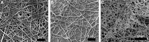 Figure 8 SEM photographs of the electrospun fibers after cross-linking with EDC/NHS.Notes: (A) Collagen fibers, (B) collagen/10% HAP fibers, (C) collagen/30% HAP fibers.Abbreviations: HAP, hydroxyapatite; SEM, scanning electron microscope; EDC/NHS, 1-ethyl-3-(3-dimethyl-aminopropyl)-1-carbodiimide hydrochloride/N-hydroxysuccinimide.