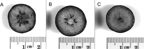 FIGURE 1 Ranges of seed development expressed in families segregating for parthenocarpy: (a) normal, (b) diminished-seed type, and (c) parthenocarpic type (scale in cm). (Source: CitationEhlenfeldt and Vorsa, 2007).