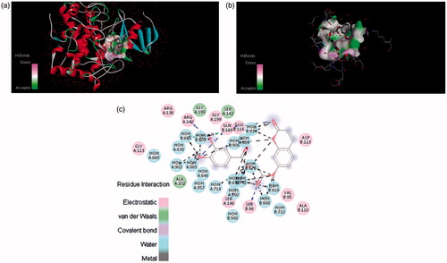 Figure 6. The potential ligand–protein interaction of compound 4c with the active site of tyrosinase (PDB ID 2ZWE) generated by using Discovery Studio 4.0. The (A) and (B) show the three-dimensional docking of the compound in the binding pocket. Dashed lines indicate the interaction between the ligand and the amino acids of the receptor. The (C) shows the two dimensional interaction patterns. The legend inset represents the type of interaction between the ligand atoms and the amino acid residues of the protein.