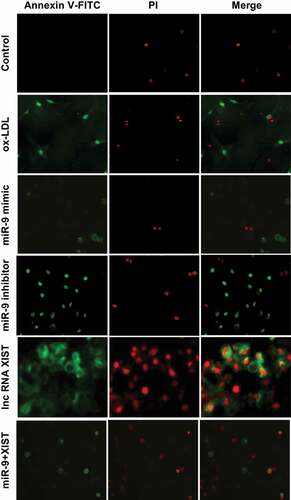 Figure 4. Annexin V-FTIC/PI staining of apoptosis in all groups (× 200).