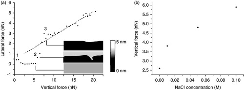 Figure 8. (a) Lateral force vs. vertical force curves on DMPC bilayers in an aqueous environment. NaCl concentration is 0.1 M. Graphs is accompanied by bilayer topographic image obtained simultaneously with the friction data. The error bars represent the confidence intervals (at 95%, number of samples 256). A reference lateral force vs. vertical force curve obtained on mica is included in the panel (dashed line). Curves were divided into three regions, the beginning of each of which is labeled 1, 2, and 3. The first region shows an extremely low friction force because of the repulsive electrostatic interactions due to DMPC polar heads and the tip. During the second region, the tip creates defects or begins to break the bilayer and the lateral force increases steeply. In the third region the tip contacts the mica beneath the bilayer. (b) Vertical forces at which the second region begins as a function of NaCl concentration. Adapted from Oncins et al. (Citation2005) with permission, Copyright 2005 American Chemical Society.