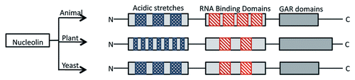 Figure 1 Schematic representation of domain diagram of the primary sequence of nucleolin and nucleolin-like proteins in animal, plant and yeast. Acidic stretches are represented in N-terminus region, RRMs are colored in boxes and GAR domains are shown in different length blocks.