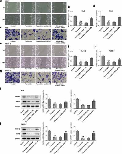 Figure 6. Fluvastatin suppresses the migration and invasion of EC cells by activating SIRT6. (a-b) The migration, (c-d) invasion, (e-f) The migration, (g-h) invasion, and (i-j) MMP12 and MMP9 expression in transfected EC cells exposed to fluvastatin. ***P < 0.001 versus control. #P < 0.05, ##P < 0.01, ###P < 0.001 versus fluvastatin + shRNA-NC