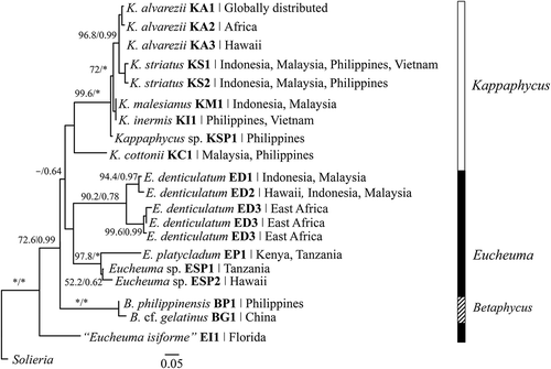 Fig. 2. Simplified phylogeny of Kappaphycus, Eucheuma and Betaphycus based on cox2-3 spacer datasets from Zuccarello et al. (Citation2006), Conklin et al. (Citation2009), Dumilag & Lluisma (Citation2014), Dumilag et al. (Citation2014), Lim et al. (Citation2014a), Tan et al. (Citation2012, Citation2014) and relevant GenBank sequences. Supplementary details are summarized in Table S1. Maximum likelihood bootstrap support/Bayesian posterior probabilities. * indicates 100%/1.00 support.