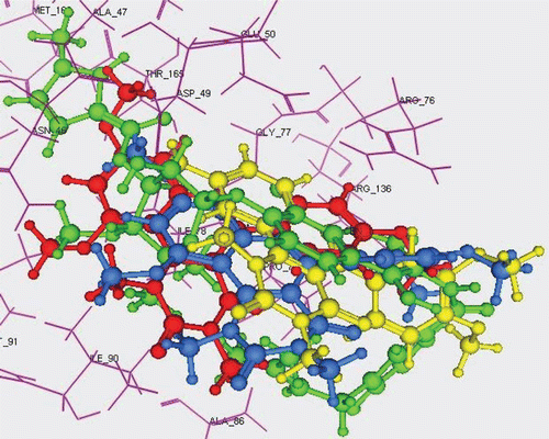 Figure 4.  3D overlay of Clorobiocin (green), 5c (yellow), 5e (blue) and 5f (red) in DNA-gyrase active pocket.