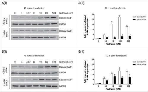 Figure 3. Decreased expression of cleaved PARP in paclitaxel-treated γ-actin-depleted cells. Western blotting analysis of cleaved PARP expression performed on lysates from SH-EP GFP-β-Itubulin siRNA transfected cells, treated with 0–500 nM paclitaxel for 48 h to induce cell death, following either 48 (A) or 72 h (B) siRNA transfection. Both floating and adherence cells were collected for western blot analysis. GAPDH was included as a control for equal loading. Graphs represent the fold change in cleaved PARP expression. Data are mean ± SEM of 3 independent experiments. #P < 0 .005, statistically significant when comparing the γ-actin siRNA cells to the control siRNA cells.