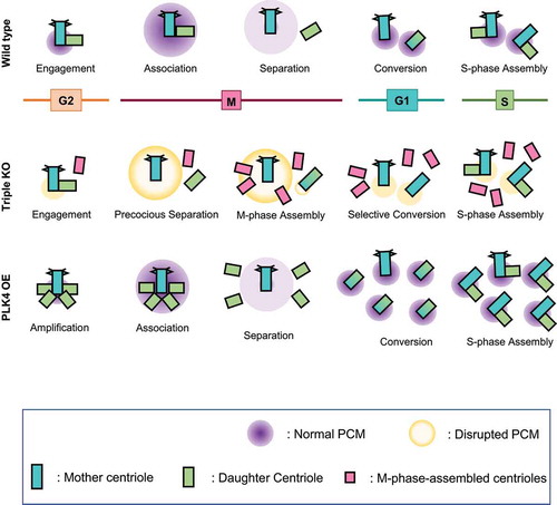 Figure 8. Model for the generation of supernumerary centrioles at M phase. After entering the M phase, the daughter centrioles readily disengage from mother centrioles, but remain associated within the same mitotic centrosomes. Daughter centrioles eventually separate from the mother centrioles after PCM is disintegrated at the end of mitosis. Simultaneous deletion of PCNT and CEP215 makes mitotic PCM disorganized, resulting in the precocious separation of the centrioles at M phase. Since the centrioles are liberated from the inhibitory environment against centriole assembly, they start to function as templates for centriole assembly even in M phase. However, these M-phase-assembled centrioles may not organize microtubules, nor function as templates for centriole assembly in the subsequent S phase. In contrast, PLK4 overexpression generates supernumerary centrioles at S phase, most of which may function as templates for centriole assembly in the subsequent S phase