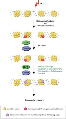 Figure 2. Graphical explanation of the NuA4 and Cohesin complexes on checkpoint recovery. Potential contributions of the NuA4 complex in green, those of the Cohesin complex in blue. See text for details.