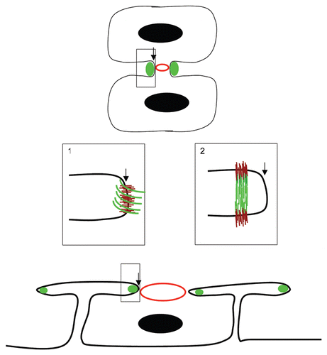 Figure 1 Hemicentins assemble in the cleavage furrow. Schematic diagram of hemicentin (green) in the incomplete cleavage furrow of a conventional cell (e.g., mouse blastomere, top) and a syncytial germ cell of the C. elegans gonad (bottom). An expanded view (box 1) shows a simple model in which hemicentin (green) assembles as an elastic ring around the periphery of the cleavage furrow leading edge. An unconventional model (box 2) shows hemicentin in a distal position from the leading edge of the cleavage furrow. Hemicentin polymers may be assembled perpendicular to the membrane, linking the two cellular products of cytokinesis, a distribution that is more consistent with the role of hemicentins as elastic connectors between somatic cells in C. elegans. Also shown are nuclei (black circles) contractile rings (red circles) and putative transmembrane receptors (brown lines).