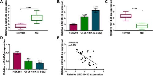 Figure 1 LINC01410 was upregulated while miR-545-3p was downregulated in NB tissues and cell lines. (A and B) Relative LINC01410 expression was detected by qRT-PCR in NB tissues, normal tissues, NB cells (GI-LI-N and SK-N-BE(2)) and HEK293 cells. (C and D) Relative miR-545-3p expression was measured by qRT-PCR in NB tissues, normal tissues, NB cells (GI-LI-N and SK-N-BE(2)) and HEK293 cells. (E) Correlation between LINC01410 and miR-545-3p expression was verified by Spearman rank correlation. ***P<0.001, ****P<0.0001.