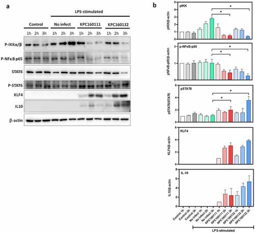 Figure 7. ST11 K. pneumoniae polarized RAW264.7 macrophages toward M2-like signaling. (a) LPS-stimulated RAW264.7 cells were left uninfected or infected with KPC160111 or KPC160132 at an MOI of 100 for 1, 2, and 3 hours. Total cell lysates (50 μg) were used for the Western blotting analysis of phospho-IKKαβ-S176/180, phospho-NF-κB p65, STAT6, phospho-STAT6-Tyr641, KLF4, and IL-10. (b) Relative levels of individual proteins were estimated by measuring band densities with Image J software and normalized with that of β-actin, except phospho-STAT6. Data are shown as fold changes ± SD vs. control group, except KLF-4 and IL-10, shown as fold changes vs. KPC160111-1 h. P values were analyzed with two-tailed Student’s t-test between LPS-stimulated alone (green bar) and infection with KPC160111 (red bar) or KPC160132 (blue bar). * P < .05