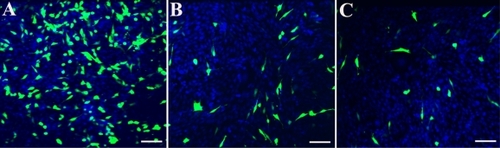 Figure 10 HPNP-mediated transfection in NIH 3T3 cells and primary cochlear cells with the pGeneClip™ hMGFP plasmid observed by fluorescent microscopy. A) The transfection efficiency mediated by HPNPs at an N/P (w/w) ratio of 5:1 in NIH 3T3 cells was 29.8%. B) The transfection efficiency mediated by HPNPs at an N/P (w/w) ratio of 5:1 in cochlear cells was 8.7%. C) Positive control, the transfection efficiency mediated by Lipofectamine™ in cochlear cells was 6.0%, which is lower than the transfection efficiency mediated by HPNPs.Notes: Green: Green fluorescent protein expression. Blue: nuclear staining by DAPI. Scale bar = 100 μm.Abbreviation: HPNPs, hyperbranched polylysine nanoparticles.