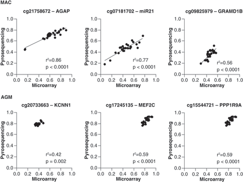Figure 4. Validation of DNA methylation measures on CD4+ T cells obtained on the Infinium 450K BeadChip by pyrosequencing using locus-specific amplification primers designed for each species (Supplementary Table 1). Top row: Macaca mulatta, bottom row: Chlorocebus sabaeus.