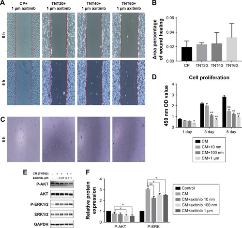 Figure 5 Axitinib inhibited endothelialization.Notes: (A) Representative images of HUVEC migration. (B) The percentage of coverage after 6 hours of wound healing. (C) Representative images of tube formation for 6 hours. (D) Cell proliferation in HUVECs for 1, 3, and 5 days. (E) Determination of AKT and ERK1/2 phosphorylation in HUVECs by Western blotting. (F) Analysis of AKT and ERK1/2 phosphorylation using the images shown in E. Results are presented as mean ± SD (N=3). *P<0.05, **P<0.01.Abbreviations: HUVEC, human umbilical vein endothelial cell; CP, TNT20, TNT40, and TNT60, conditioned medium from commercially pure Ti or TiO2 nanotubes produced by 20, 40, or 60 V; CM, conditioned medium.