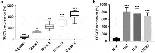 Figure 1. High expression levels of SOCS5 were observed in glioblastoma (GBM) tissues and cell lines a) qRT-PCR analysis of SOCS5 in tissue samples from different clinical stages. SOCS5 is overexpressed in GBM tissues; n = 10 patients at each clinical stage. b) The expression levels of SOCS5 were analyzed by qRT-PCR in GBM cell lines U87, U251, and LN229, and compared with those in normal human astrocytes (NHAs). All experiments were repeated three times, and results shown are representative of three repetitions. Statistic tests were performed using a one-way ANOVA. *P < 0.05; **P < 0.01, ***P < 0.001.
