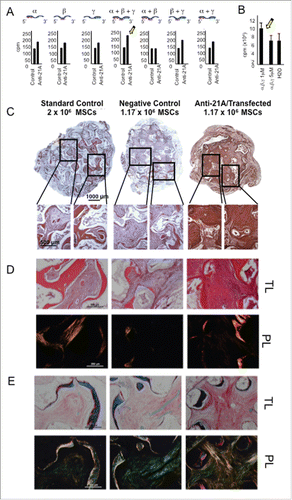 Figure 3. Anti-21A RNAs-transfected MSCs implanted in vivo drive the differentiation of an increased portion of compact fibrous tissue. A) [3H]-thymidine incorporation assay of hMSCs transfected with different combination of α, β and γ Anti-21A RNAs and B) effects on cell proliferation of different concentrations of the equimolar mix (α +β +γ) of Anti-21A RNAs. C) Reconstituted Hematoxilin/Eosin (H/E)-stained skelite sections of different implant conditions and their 10x respective magnifications. D) 10x magnification of Hematoxilin/Eosin-stained sections analyzed under transmitted light (T/L) and under polarized light (P/L). Scale bar: 250 μm. E) Picrosirius red/Fast green-stained skelite sections analyzed under transmitted light (T/L) microscopy and polarized light (P/L) microscopy. Mature collagen type I is stained in red, collagen type I in the maturation process in yellow, and collagen type III in light green in polarized light. All samples were obtained 45 d post-implantation. Scale bar: 250 μm.