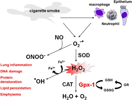Figure 1. Sources and production of ROS in the lung. Activation of macrophages, neutrophils, and epithelium by cigarette smoke generates superoxide radicals (O2•−) which can then either react with nitric oxide (NO) to form reactive peroxynitrite molecules (ONOO−) or alternatively be rapidly converted to damaging hydrogen peroxide (H2O2) under the influence of SOD. This in turn can result in the non-enzymatic production of damaging hydroxyl radical (•OH) from H2O2 in the presence of Fe2+. H2O2 is subsequently enzymatically reduced by glutathione peroxidases (Gpxs), including Gpx-1, as well as catalase (CAT). Gpx-1 uses GSH as a cofactor to reduce H2O2, resulting in the formation of oxidized glutathione (GSSG), which can then be reduced to GSH by glutathione reductase (GR). The ROS O2•−, ONOO−, H2O2, and •OH can then cause lung inflammation, DNA damage, protein denaturation, lipid peroxidation, and emphysema.