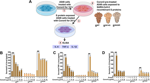 Figure 3 Coronil inhibits viral S protein induced cytokine response. (A) Schematic representation of the experimental plan. (B–D) Activation of pro-inflammatory cytokines, IL-6 (B), TNF-α (C), and IL-1β (D) in alveolar epithelial A549 cells treated with different SARS-CoV-2 S proteins and dose-dependent effect of Coronil treatment thereof were measured through ELISA. Observations are depicted as levels of secreted cytokines. Data are represented as mean ± SEM from three independent experiments. The statistical significance of the differences observed between the means was analyzed through one-way ANOVA followed by Dunnett’s multiple comparison test and represented as ### for p<0.001 when compared to normal cells without Coronil treatment and exposure to S protein and as *, **, and *** for p< 0.05, 0.01, and 0.001, respectively, when compared to cells exposed to S protein induction but not treated with Coronil.