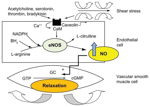 Figure 1 Synthesis of nitric oxide by endothelial cells. Nitric oxide is produced by the action of endothelial nitric oxide synthase on L-arginine. Several cofactors, including tetrahydrobiopterin (BH4) and nicotinamide adenine dinucleotide phosphate, are required to generate this reaction. Endothelial nitric oxide synthase is activated as a consequence of the dislodgement of the inhibitor caveolin from calmodulin in response to vasodilator agonists or shear stress. Nitric oxide diffuses to vascular smooth muscle and produces relaxation through activation of guanylate cyclase, thus augmenting intracellular cyclic guanosine monophosphate.