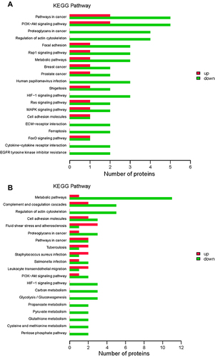 Figure 5 Kyoto Encyclopedia of Genes and Genomes (KEGG) pathway enrichment. KEGG pathways enriched for the upregulated and downregulated proteins and the associated numbers of proteins between the group with acute exacerbation of COPD and the healthy control group (A), and between the group with stable COPD and the healthy control group (B).