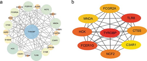 Figure 8. Protein-protein interaction (PPI) network. (a) PPI network of differentially expressed genes (DEGs), (b) subnetwork of top nine hub genes from the PPI network. Node colour reflects the degree of connectivity (Red colour represents a higher degree, and yellow colour represents a lower degree)