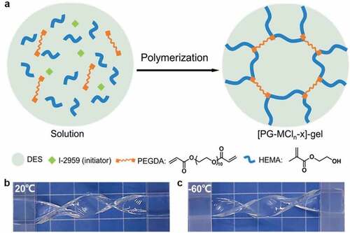 Figure 2. (a) Preparation of DES-gels based on DES. Photos of [PG-CaCl2-0.5]-gel at (b) 20°C and (c) −60°C. The as-prepared gel possesses high optical transparency and flexibility over a wide temperature range