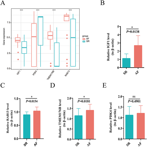 Figure 10 Validation of the key genes in AF patients through qPCR (A) Expression levels of the Hub genes in the merged Bulk-seq dataset. (B–E) The relative expression levels of key genes in whole blood between the SR and AF groups. (B) IGF1; (C) RAB13; (D) TMEM176B; (E) PDK4. *P < 0.05, ***P < 0.001.