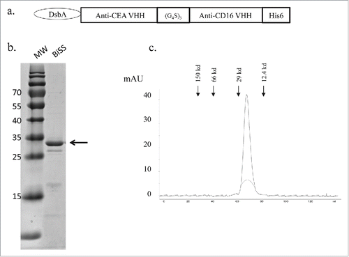 Figure 1. Expression and purification of the BiSS in E. coli. (a) The bacterial BiSS expression construct contains a DsbA signal sequence for periplasmic expression and an anti-CEA and anti-CD16 single domains with a (GGGGS)3 linker. To facilitate protein detection and purification, a his6 tag was added to the c-terminal end; (b) Coomassie blue–staining of purified proteins after Ni-NTA affinity chromatography and Q-chromatography; (c), Gel filtration chromatography of BiSS identifies a protein at approximately 28 kD.