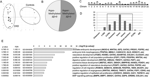 Figure 1. Annotation of differentially methylated probes and regions. (a) Cluster plot for CKD and control samples based on their methylation profiles. (b) Pie chart of 4.5 k DMPs that reached genome-wide significance (p-value <9x10−8) showing percentage of hypermethylated (52%) and hypomethylated (48%) probes. (c) Bar plot showing the position of the DMRs across the human genome in the autosomal chromosomes. (d) Basic annotation of the DMRs in relation to genomic regions. Y-axis: % enrichment normalized to background. (e) Gene set enrichment and gene ontology analysis showing lead gene ontology categories (biological processes), and representative genes per category. X-axis: -log10 of the adjusted p-values