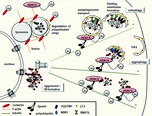 Figure 4. HDAC6 controls selective autophagy by recruiting the actin and tubulin networks. Ubiquitinated substrates are specifically bound by the UBA domain of autophagy receptors SQSTM1/p62 and NBR1, while damaged mitochondria are specifically recognized by BNIP3L/NIX receptors. All autophagy receptors have a LIR domain, which recruits the membrane to the cargo by binding LC3. HDAC6 recruits cortactin to the ubiquitinated protein aggregates or mitochondria, and, through cortactin deacetylation, mediates F-actin network assembly, promoting autophagosome-lysosome fusion. HDAC6 is also responsible for the dynein-mediated transport and perinuclear concentration of altered mitochondria and protein aggregates.