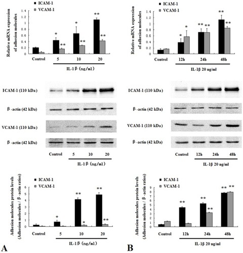 Figure 6 IL-1β promoted adhesion molecules expression in HUVECs. HUVECs were treated with IL-1β at 5 ng/mL to 20 ng/mL for 48 hrs (A). HUVECs were treated with IL-1β at 20 ng/mL for 12–48 hrs (B). Protein and mRNA expressions of ICAM-1 and VCAM-1 were assessed by Western blotting and real-time PCR. Data are mean ± SD (n=5). *P<0.05, **P<0.01 vs control.