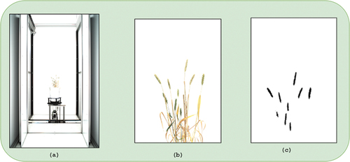 Figure 1. (a) Plant image taken using LemnaTec facility covers not only the plant parts but also the other parts of the chamber, (b) cropped image to get the region of interest (plant parts), (c) ground truth segmented mask images corresponding to the cropped image.