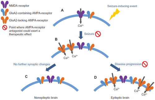 Figure 1 Mechanism of epileptogenesis and potential therapeutic intervention with AMPA-receptor antagonists.