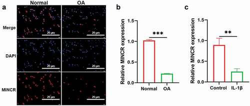 Figure 1. Downregulation of MINCR in OA tissues and IL-1β-induced chondrocytes. (a) FISH was utilized to examine the expression and subcellular distribution of MINCR in cartilage tissues from OA patients and normal. (b)-(c) QRT-PCR was used to detect the mRNA expression of MINCR in OA cartilage tissues compared with normal as well as IL-1β-induced chondrocytes compared with normal chondrocytes. **P < 0.01, ***P < 0.001.